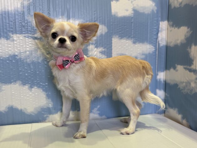 山形県のチワワ(ロング) (アミーゴ山形北店/2025年5月6日生まれ/女の子/クリームホワイト)の子犬の2枚目の画像