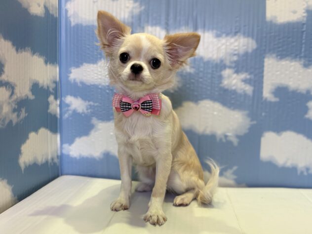 山形県のチワワ(ロング) (アミーゴ山形北店/2025年5月6日生まれ/女の子/クリームホワイト)の子犬の1枚目の画像