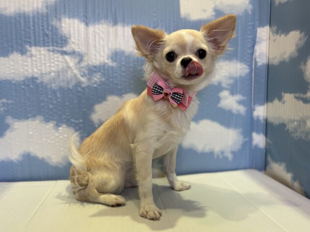 山形県のチワワ(ロング) (アミーゴ山形北店/2025年5月6日生まれ/女の子/クリームホワイト)の子犬の3枚目の画像