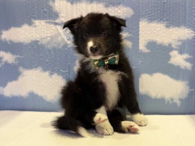 山形県のボーダーコリー (アミーゴ山形北店/2025年8月23日生まれ/男の子/ブラックホワイト)の子犬の1枚目の画像