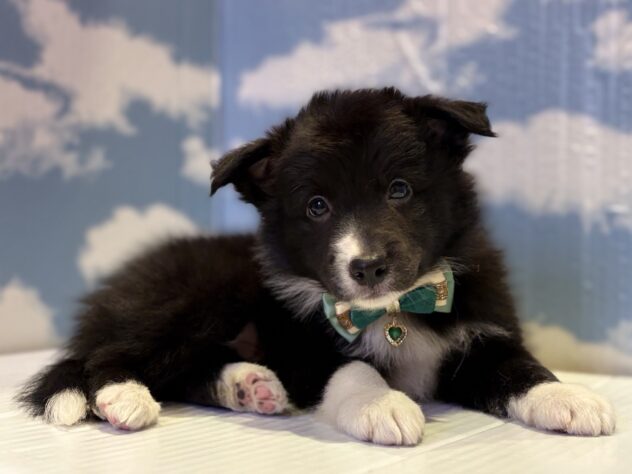 山形県のボーダーコリー (アミーゴ山形北店/2025年8月23日生まれ/男の子/ブラックホワイト)の子犬の3枚目の画像