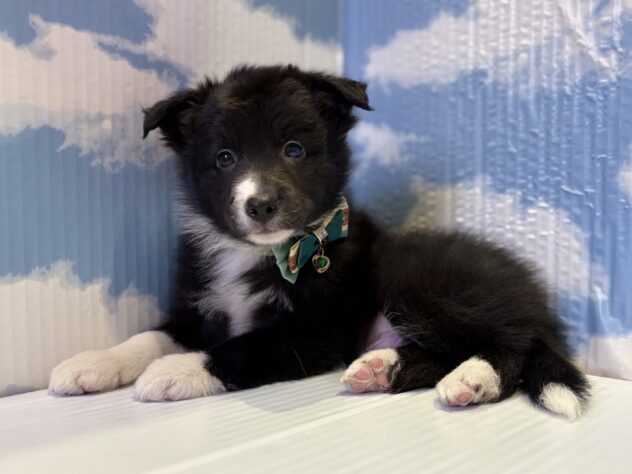 山形県のボーダーコリー (アミーゴ山形北店/2025年8月23日生まれ/男の子/ブラックホワイト)の子犬の2枚目の画像