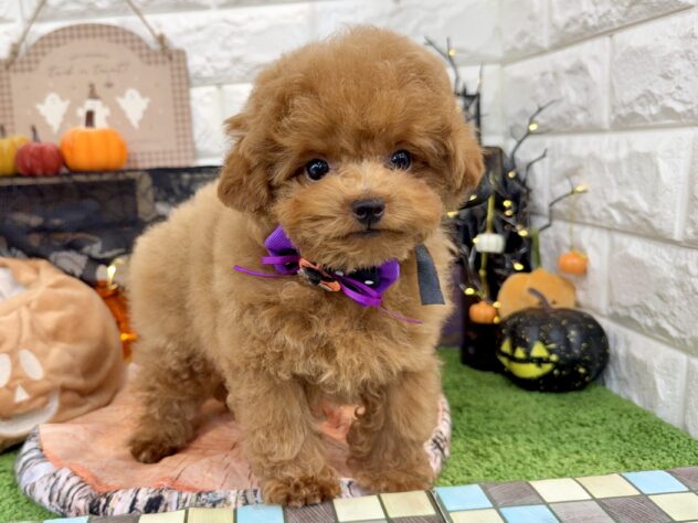 兵庫県のトイプードル(トイ) (ワンキャラット アミーゴ姫路花田店/2025年7月28日生まれ/男の子/オレンジフォーン)の子犬の3枚目の画像