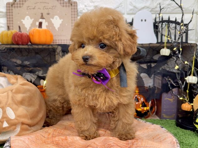 兵庫県のトイプードル(トイ) (ワンキャラット アミーゴ姫路花田店/2025年7月28日生まれ/男の子/オレンジフォーン)の子犬の4枚目の画像