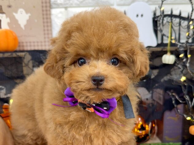 兵庫県のトイプードル(トイ) (ワンキャラット アミーゴ姫路花田店/2025年7月28日生まれ/男の子/オレンジフォーン)の子犬の1枚目の画像