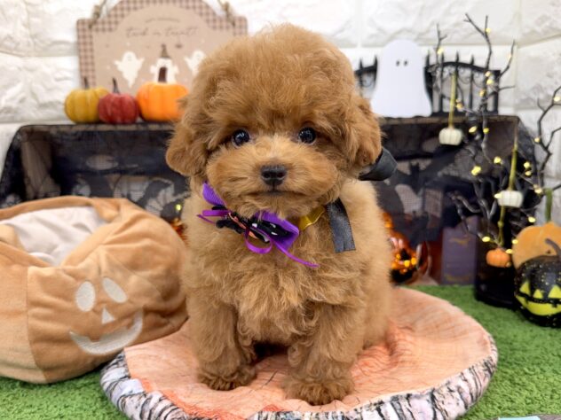 兵庫県のトイプードル(トイ) (ワンキャラット アミーゴ姫路花田店/2025年7月28日生まれ/男の子/オレンジフォーン)の子犬の2枚目の画像