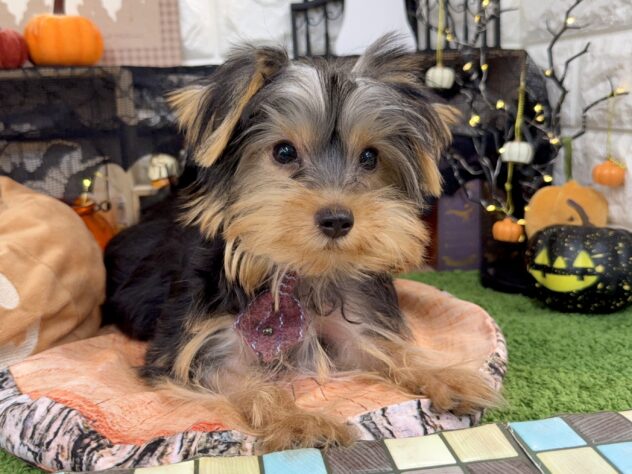 兵庫県のヨークシャーテリア (ワンキャラット アミーゴ姫路花田店/2025年6月19日生まれ/男の子/スチールブルータン)の子犬の1枚目の画像