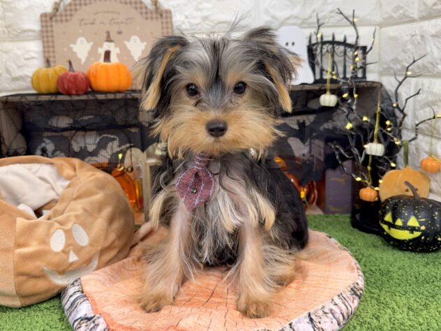 兵庫県のヨークシャーテリア (ワンキャラット アミーゴ姫路花田店/2025年6月19日生まれ/男の子/スチールブルータン)の子犬の2枚目の画像