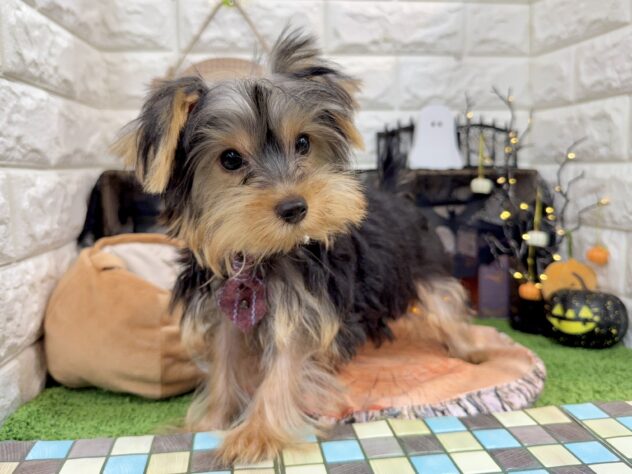 兵庫県のヨークシャーテリア (ワンキャラット アミーゴ姫路花田店/2025年6月19日生まれ/男の子/スチールブルータン)の子犬の3枚目の画像