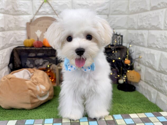 兵庫県のマルチーズ (ワンキャラット アミーゴ姫路花田店/2025年6月1日生まれ/男の子/ホワイト)の子犬の2枚目の画像