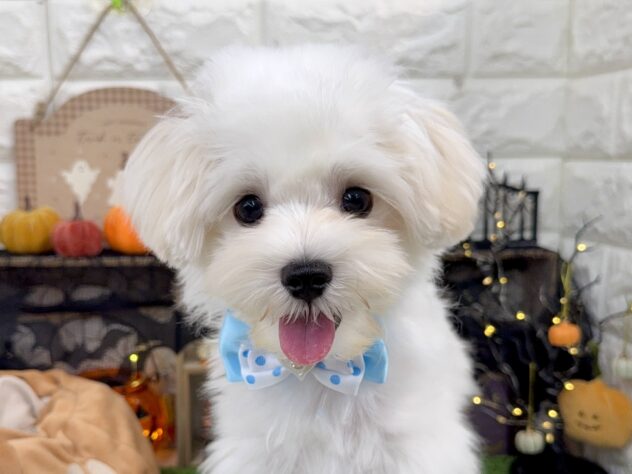 兵庫県のマルチーズ (ワンキャラット アミーゴ姫路花田店/2025年6月1日生まれ/男の子/ホワイト)の子犬の1枚目の画像