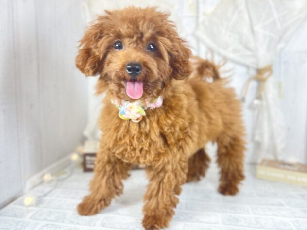 香川県のトイプードル(トイ) (ワンキャラット アミーゴ屋島店/2025年5月22日生まれ/女の子/レッドフォーン)の子犬