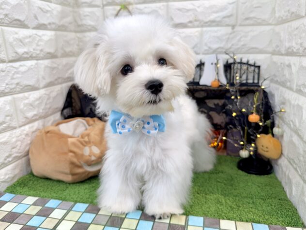 兵庫県のマルチーズ (ワンキャラット アミーゴ姫路花田店/2025年6月1日生まれ/男の子/ホワイト)の子犬の4枚目の画像