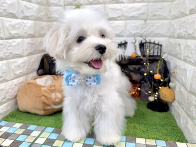 兵庫県のマルチーズ (ワンキャラット アミーゴ姫路花田店/2025年6月1日生まれ/男の子/ホワイト)の子犬の3枚目の画像