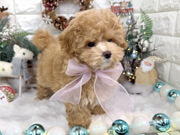 兵庫県のハーフ犬・ミックス犬 (ワンキャラット アミーゴ姫路花田店/2025年8月26日生まれ/女の子/クリーム)の子犬の2枚目の画像