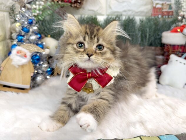 兵庫県のミヌエット (ワンキャラット アミーゴ姫路花田店/2025年8月8日生まれ/女の子/ブラウンマッカレルタビーホワイト)の子猫の2枚目の画像