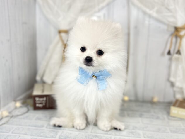 香川県のポメラニアン (ワンキャラット アミーゴ屋島店/2025年7月31日生まれ/男の子/ホワイト)の子犬