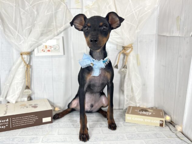 香川県のミニチュアピンシャー (ワンキャラット アミーゴ屋島店/2025年6月4日生まれ/男の子/ブラックタン)の子犬