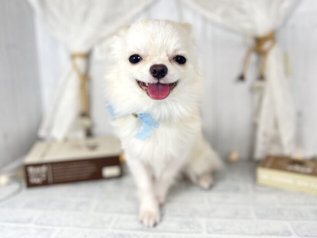 香川県のチワワ(ロング) (ワンキャラット アミーゴ屋島店/2025年3月8日生まれ/男の子/クリーム)の子犬