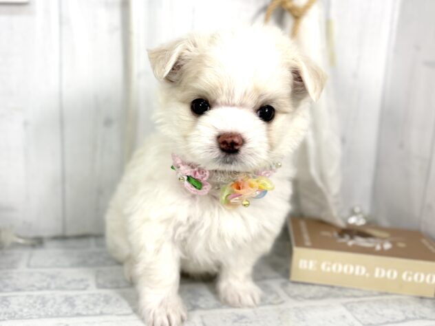 香川県のハーフ犬・ミックス犬 (ワンキャラット アミーゴ屋島店/2025年8月31日生まれ/男の子/クリームホワイト)の子犬の1枚目の画像