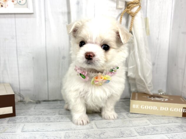 香川県のハーフ犬・ミックス犬 (ワンキャラット アミーゴ屋島店/2025年8月31日生まれ/男の子/クリームホワイト)の子犬の2枚目の画像