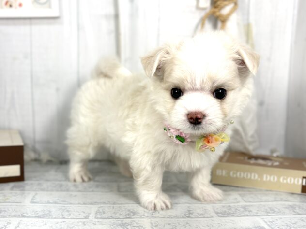 香川県のハーフ犬・ミックス犬 (ワンキャラット アミーゴ屋島店/2025年8月31日生まれ/男の子/クリームホワイト)の子犬の3枚目の画像