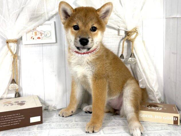 香川県の柴犬(標準サイズ) (ワンキャラット アミーゴ屋島店/2025年7月31日生まれ/女の子/赤)の子犬の1枚目の画像