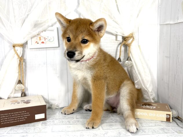 香川県の柴犬(標準サイズ) (ワンキャラット アミーゴ屋島店/2025年7月31日生まれ/女の子/赤)の子犬の2枚目の画像