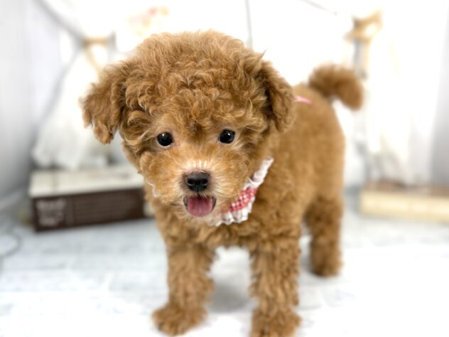 香川県のトイプードル(トイ) (ワンキャラット アミーゴ屋島店/2025年9月4日生まれ/女の子/ペールフォーン)の子犬