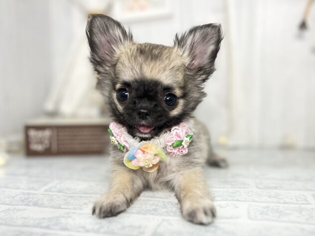 香川県のチワワ(ロング) (ワンキャラット アミーゴ屋島店/2025年8月29日生まれ/女の子/フォーン)の子犬