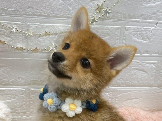 岡山県のハーフ犬・ミックス犬 (ワンキャラット アミーゴ岡南店/2025年7月25日生まれ/男の子/赤)の子犬の1枚目の画像