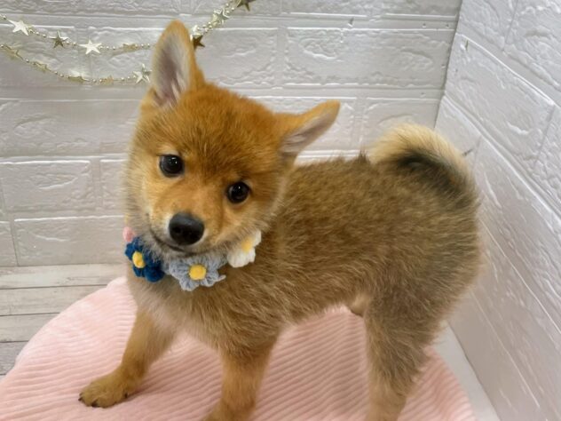 岡山県のハーフ犬・ミックス犬 (ワンキャラット アミーゴ岡南店/2025年7月25日生まれ/男の子/赤)の子犬の2枚目の画像