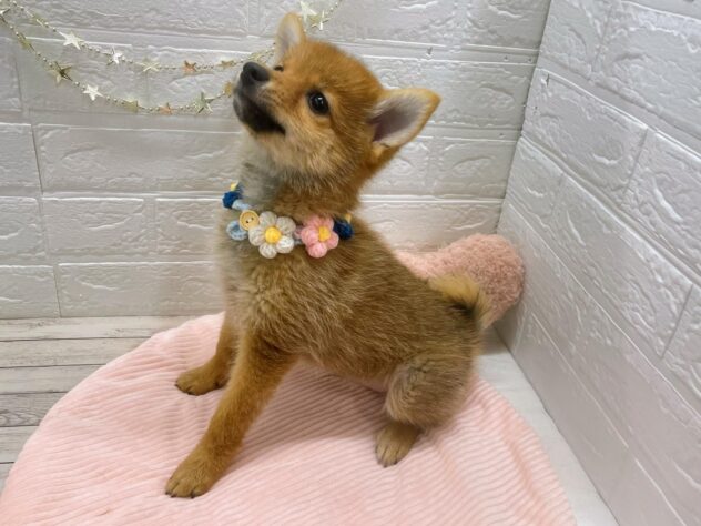 岡山県のハーフ犬・ミックス犬 (ワンキャラット アミーゴ岡南店/2025年7月25日生まれ/男の子/赤)の子犬の3枚目の画像