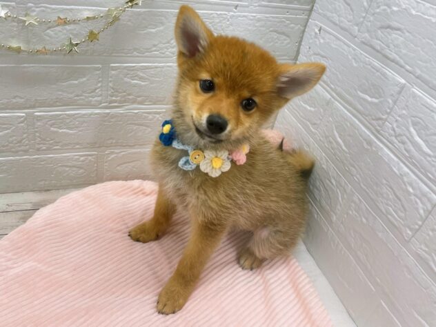 岡山県のハーフ犬・ミックス犬 (ワンキャラット アミーゴ岡南店/2025年7月25日生まれ/男の子/赤)の子犬の4枚目の画像