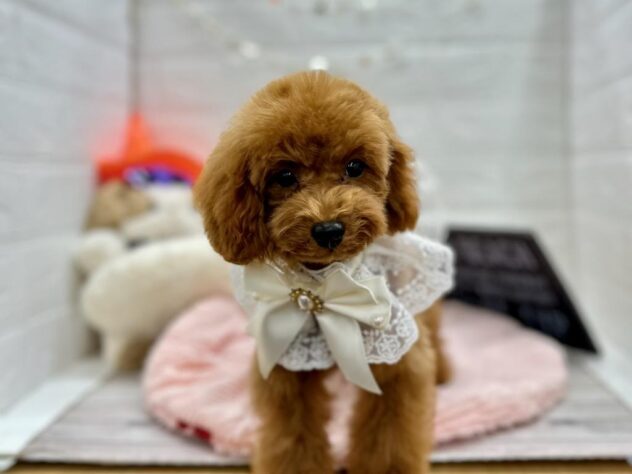 岡山県のトイプードル(トイ) (ワンキャラット アミーゴ岡南店/2025年7月3日生まれ/女の子/レッドフォーン)の子犬の2枚目の画像