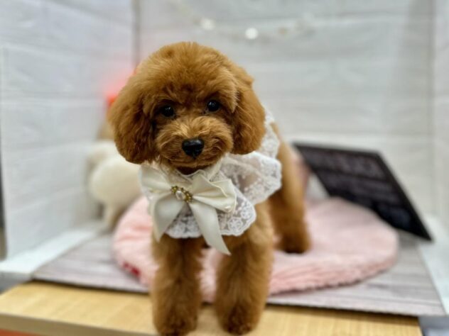 岡山県のトイプードル(トイ) (ワンキャラット アミーゴ岡南店/2025年7月3日生まれ/女の子/レッドフォーン)の子犬の1枚目の画像