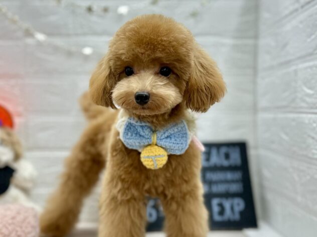 岡山県のトイプードル(トイ) (ワンキャラット アミーゴ岡南店/2025年4月8日生まれ/男の子/レッド)の子犬の1枚目の画像