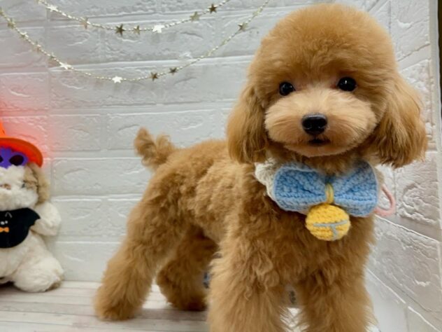 岡山県のトイプードル(トイ) (ワンキャラット アミーゴ岡南店/2025年4月8日生まれ/男の子/レッド)の子犬の2枚目の画像