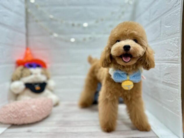 岡山県のトイプードル(トイ) (ワンキャラット アミーゴ岡南店/2025年4月8日生まれ/男の子/レッド)の子犬の3枚目の画像