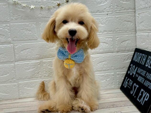 岡山県のハーフ犬・ミックス犬 (ワンキャラット アミーゴ岡南店/2025年5月29日生まれ/男の子/クリーム)の子犬の2枚目の画像