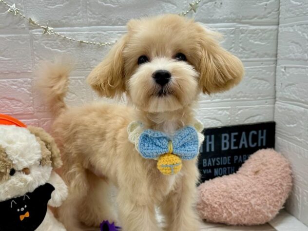 岡山県のハーフ犬・ミックス犬 (ワンキャラット アミーゴ岡南店/2025年5月29日生まれ/男の子/クリーム)の子犬の1枚目の画像