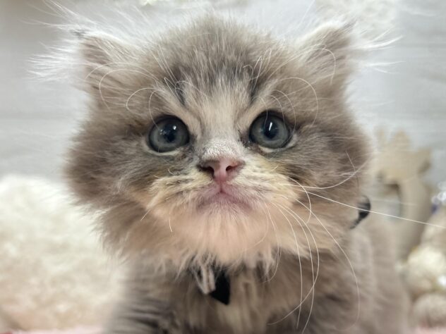 岡山県のスコティッシュフォールド (ワンキャラット アミーゴ岡南店/2025年8月9日生まれ/男の子/ブルーホワイト)の子猫の1枚目の画像