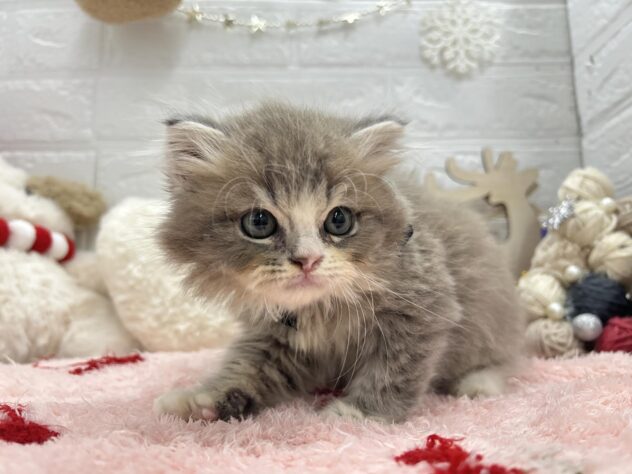 岡山県のスコティッシュフォールド (ワンキャラット アミーゴ岡南店/2025年8月9日生まれ/男の子/ブルーホワイト)の子猫の2枚目の画像