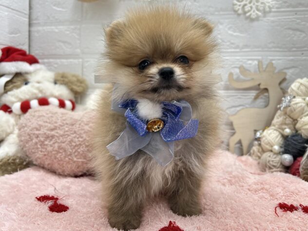 岡山県のポメラニアン (ワンキャラット アミーゴ岡南店/2025年9月5日生まれ/女の子/オレンジ)の子犬の1枚目の画像