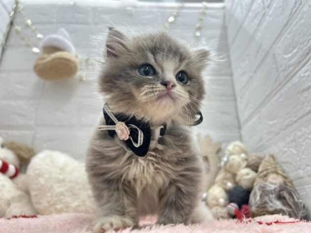 岡山県のスコティッシュフォールド (ワンキャラット アミーゴ岡南店/2025年8月9日生まれ/男の子/ブルーホワイト)の子猫の3枚目の画像