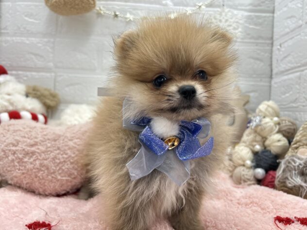 岡山県のポメラニアン (ワンキャラット アミーゴ岡南店/2025年9月5日生まれ/女の子/オレンジ)の子犬の2枚目の画像