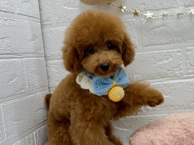 岡山県のトイプードル(トイ) (ワンキャラット アミーゴ岡南店/2025年7月10日生まれ/男の子/レッド)の子犬の1枚目の画像