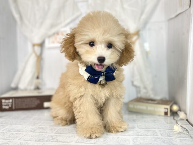 香川県のトイプードル(トイ) (ワンキャラット アミーゴ屋島店/2025年8月18日生まれ/男の子/オレンジフォーン)の子犬の1枚目の画像