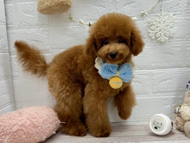 岡山県のトイプードル(トイ) (ワンキャラット アミーゴ岡南店/2025年7月10日生まれ/男の子/レッド)の子犬の2枚目の画像