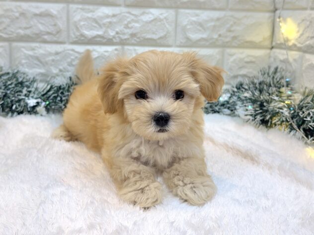 兵庫県のハーフ犬・ミックス犬 (ワンキャラット アミーゴ姫路飾磨店/2025年8月21日生まれ/男の子/クリーム)の子犬の3枚目の画像